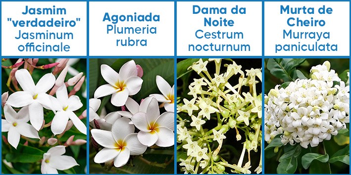 Jasmim tipos dama da noite plumeria murta de cheiro